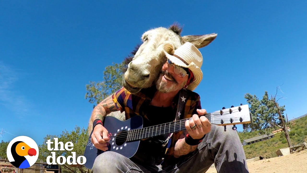 Donkey Snuggles Into Guy’s Shoulder Every Time He Plays Guitar