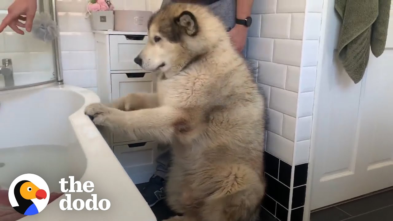 Family Tries To Convince Their Giant Alaskan Malamute To Get In The Bath