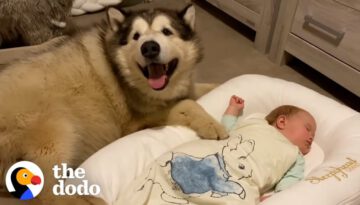 Giant Dog Is Obsessed With His Tiny Human Sister