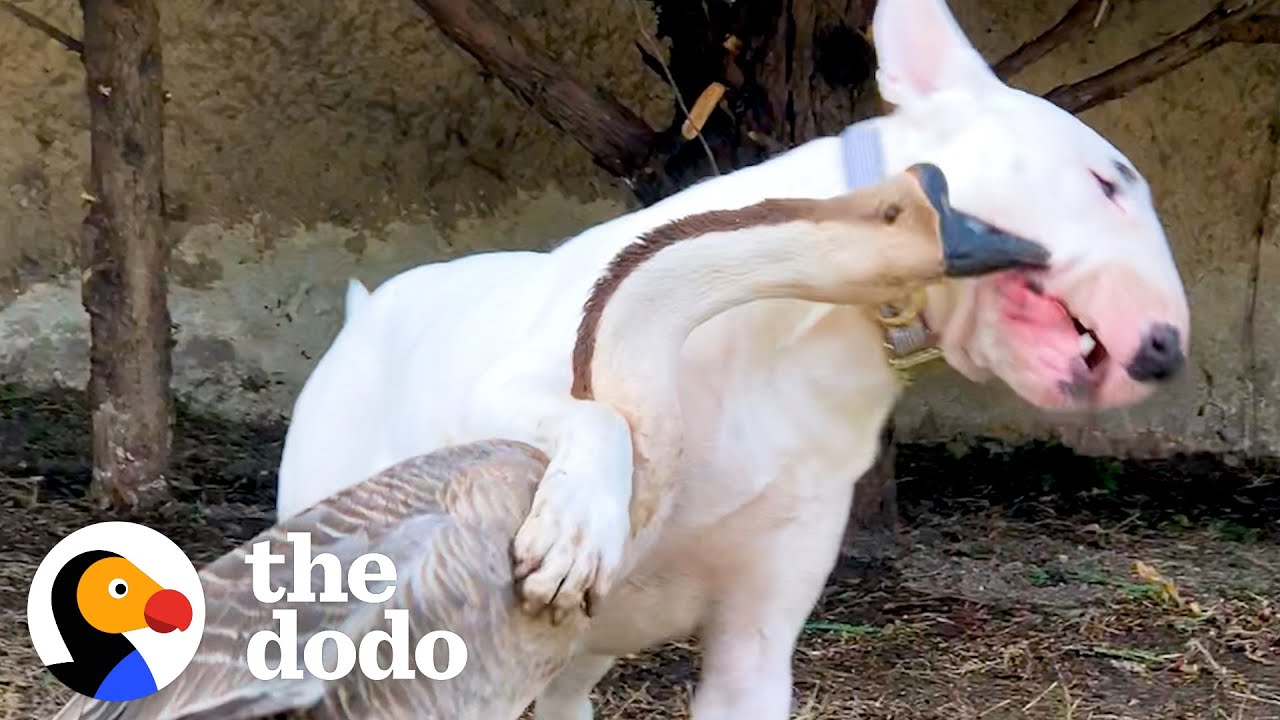 Goose Walks on Her Dog Brother’s Head to Wake Him Up