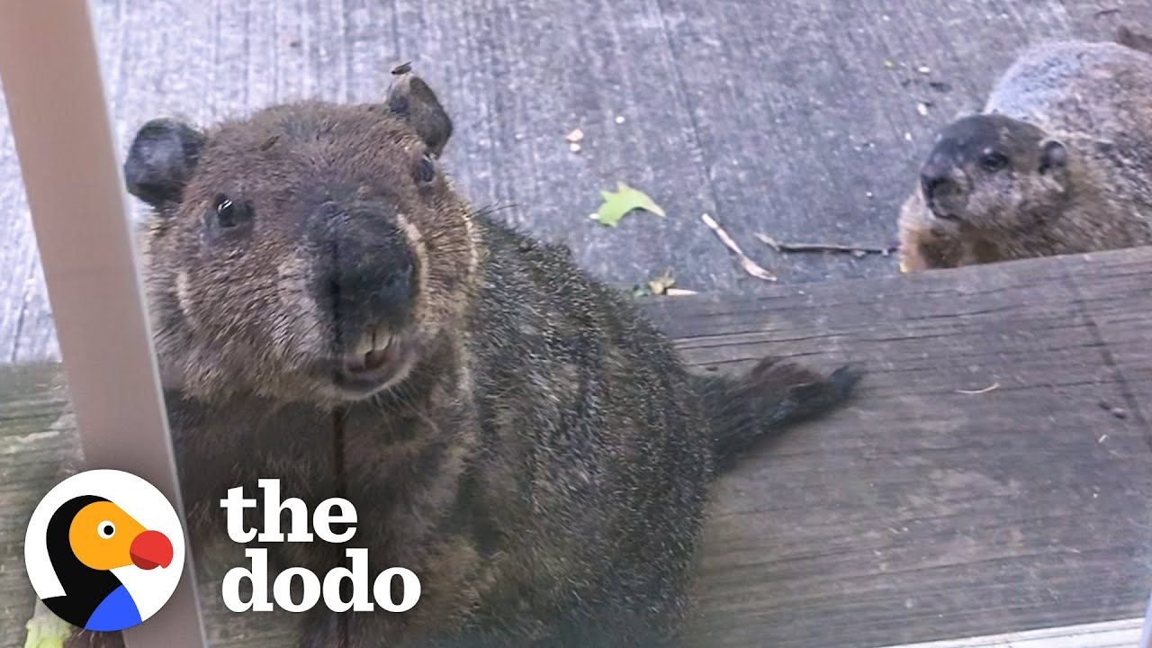 Groundhog Brings His Son To Visit His Human Best Friend