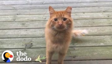 Guy Tries To Befriend A Stray Cat For Over A Year