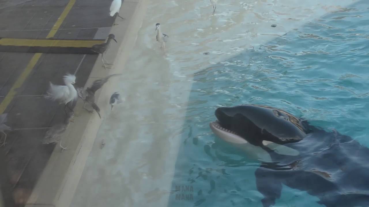 Killer Whale Using a Fish as Bait