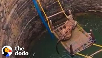 People Come Together To Save A Trapped Leopard