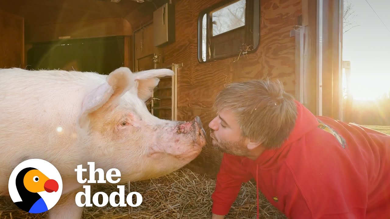 Rescue Pigs Runs To Her Dad When He Calls Her Name