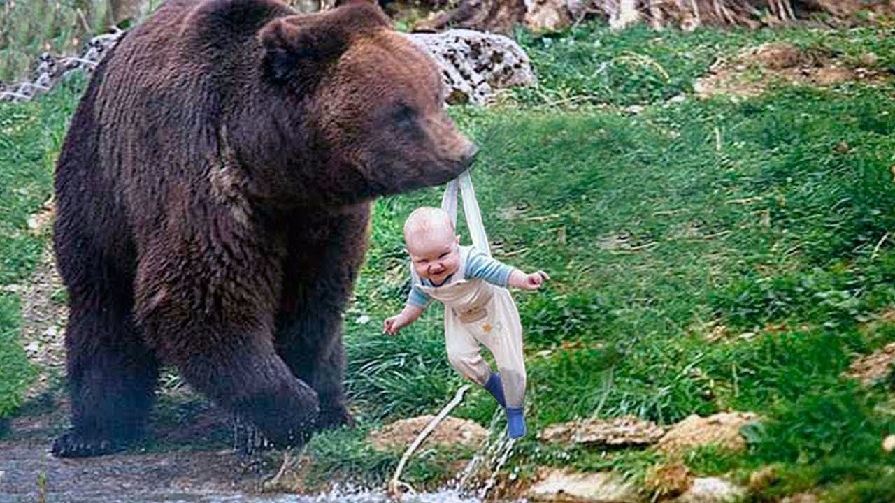 Risking Its Life, the Bear Brought the Baby to People