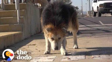 Senior Dog Turns Into Puppy Again Once Rescued