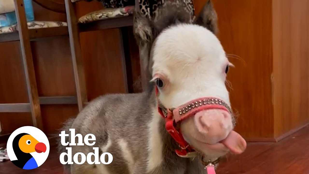 The Smallest Horse In The World Sits At… The Dinner Table?