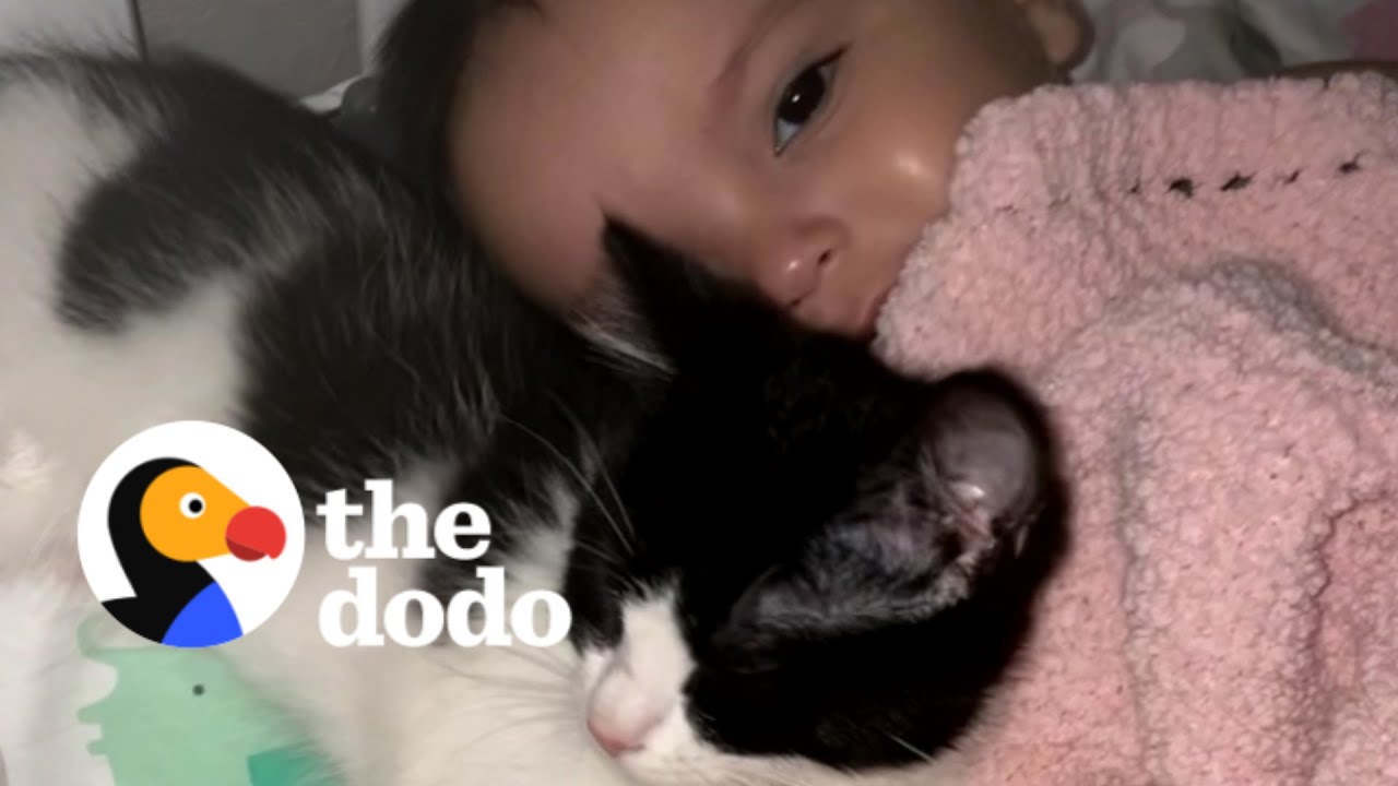 Tiny Rescue Kitten Refuses To Leave Baby Sister’s Crib