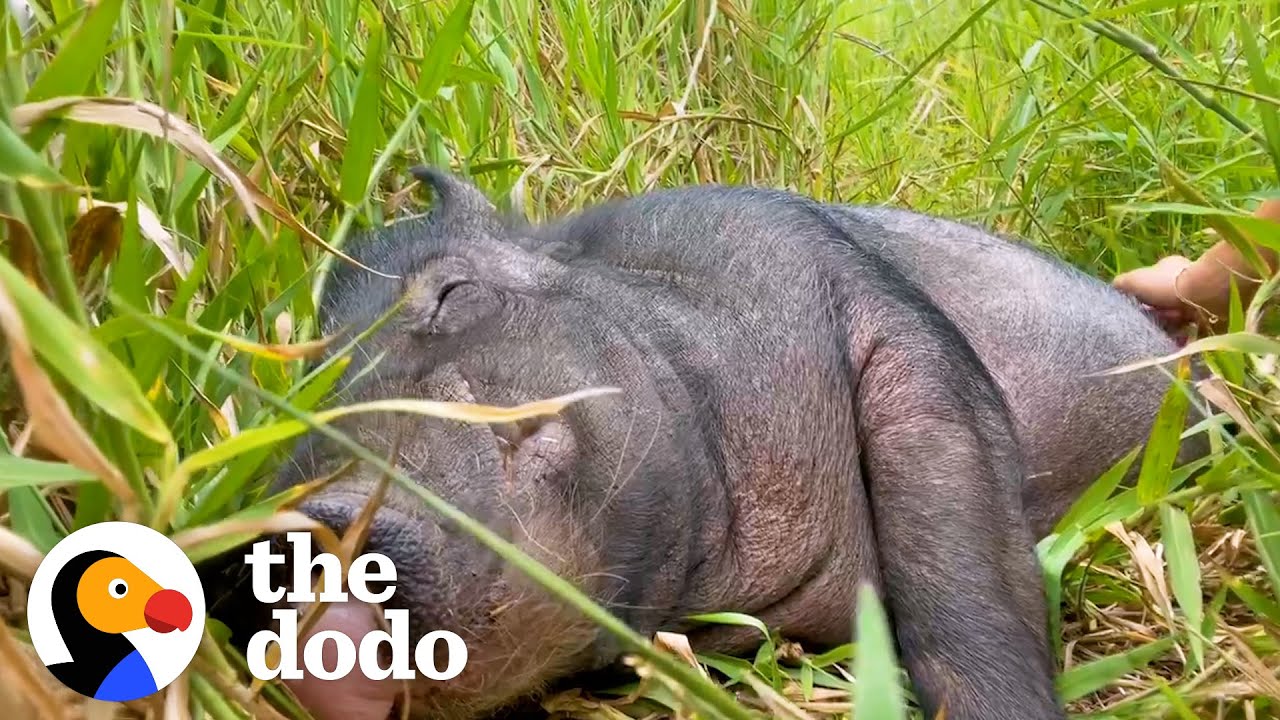 Wild Boar Who Couldn’t Move For A Week Demands Belly Rubs Now