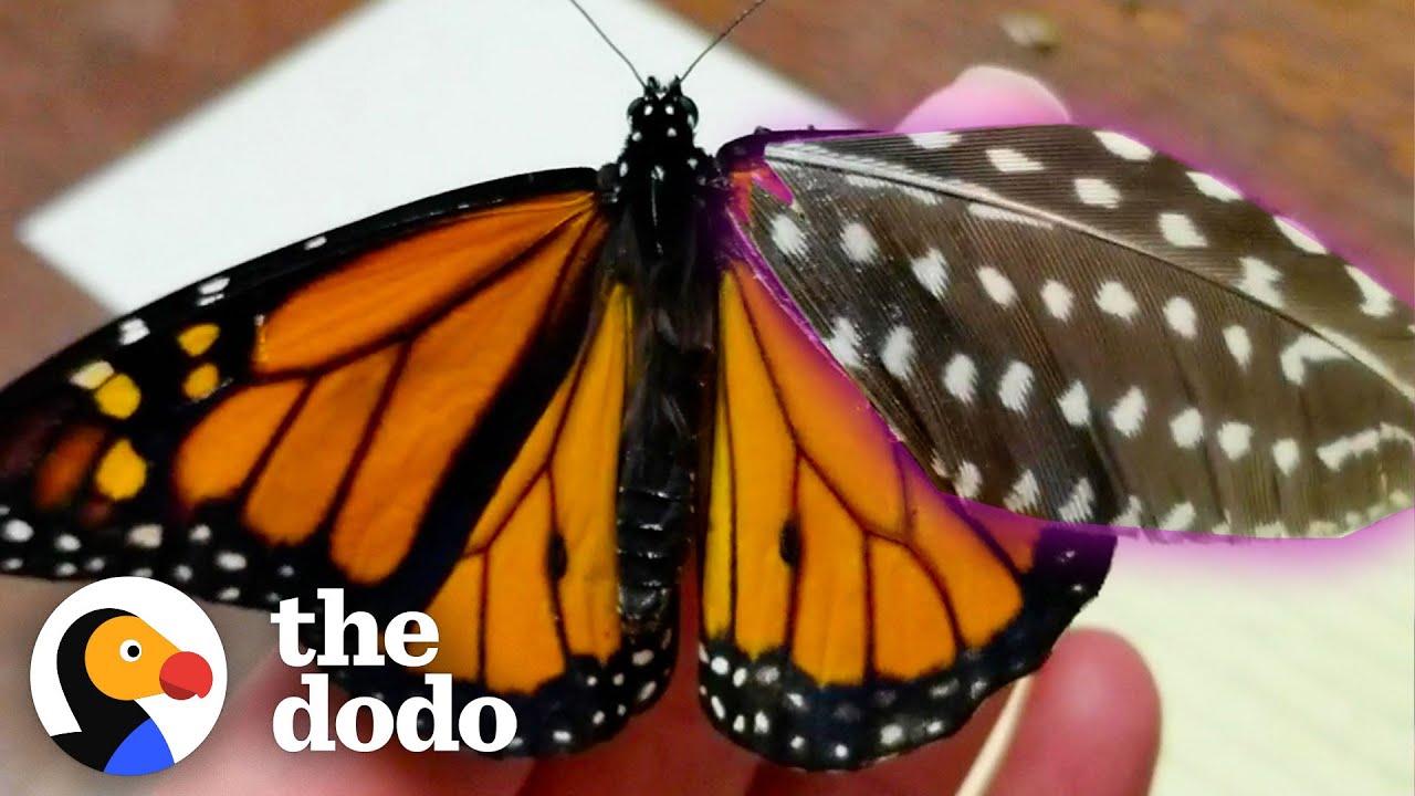 Woman Repairs Butterfly’s Broken Wing With A Feather