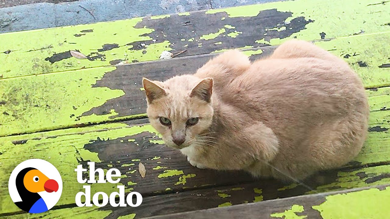 Woman Turns Backyard Shed Into An Apartment For Stray Cats