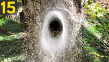 15 COOL SPIDER WEBS