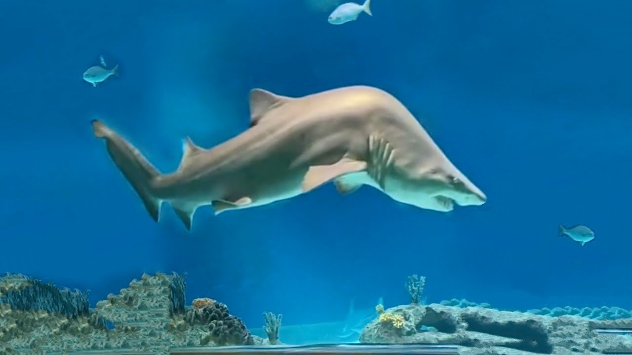 A Shark with Scoliosis