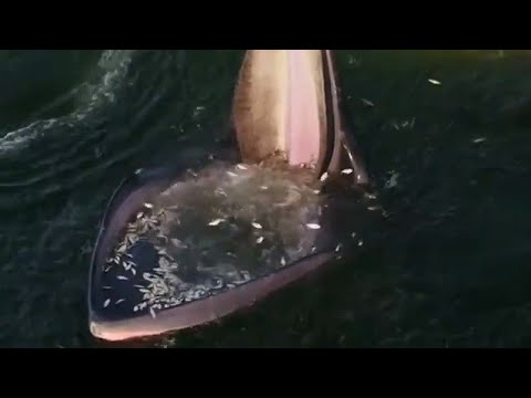 A Whale Fishing With Its Mouth Open