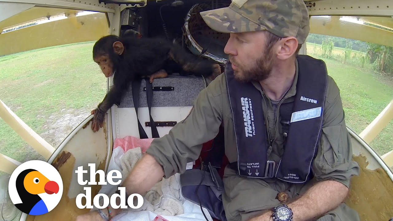 Baby Chimp Falls Asleep In Pilot’s Lap While They Fly To Safety