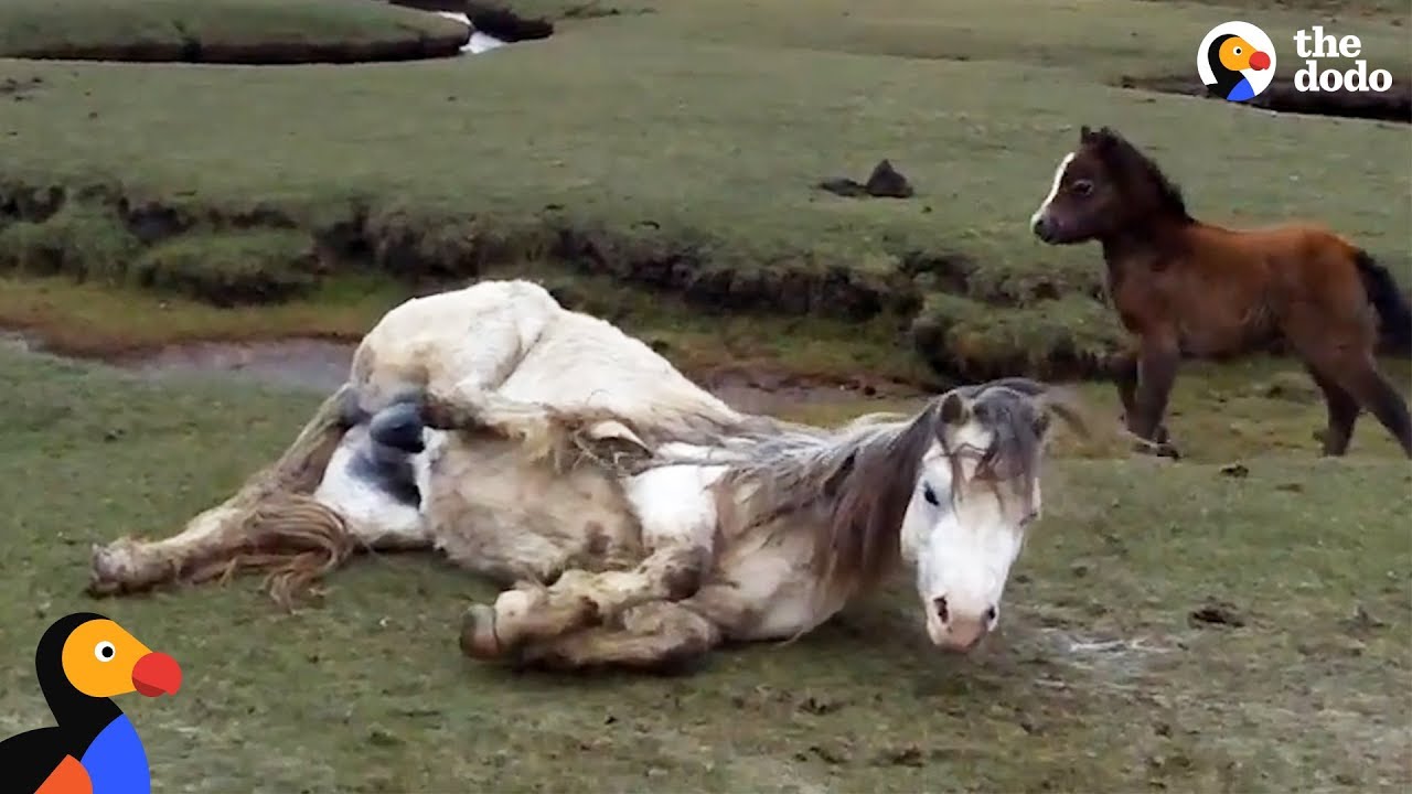 Baby Horse Refuses To Leave Injured Mom’s Side