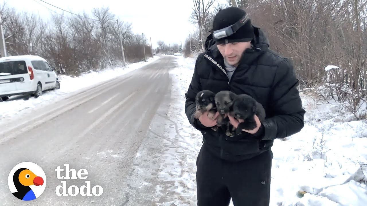 Brave Mama Dog Asks Strangers To Save Her Babies