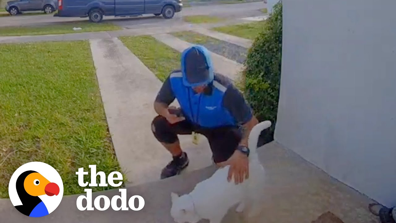 Cat Caught Greeting Delivery Drivers On Camera