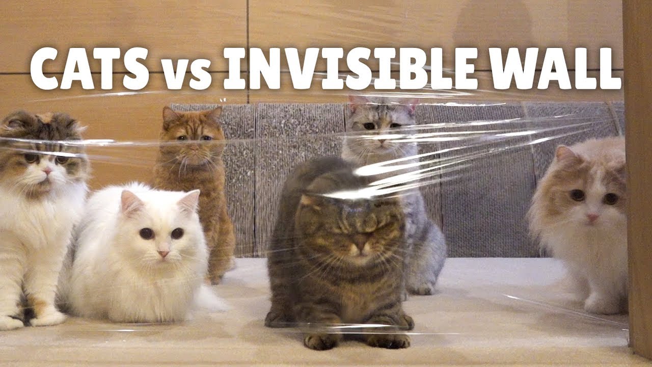 Cats vs Invisible Plastic Wrap Wall