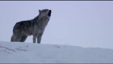 Daughter Wolf Sneaks Away to Mate with Outcast Male