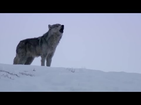 Daughter Wolf Sneaks Away to Mate with Outcast Male