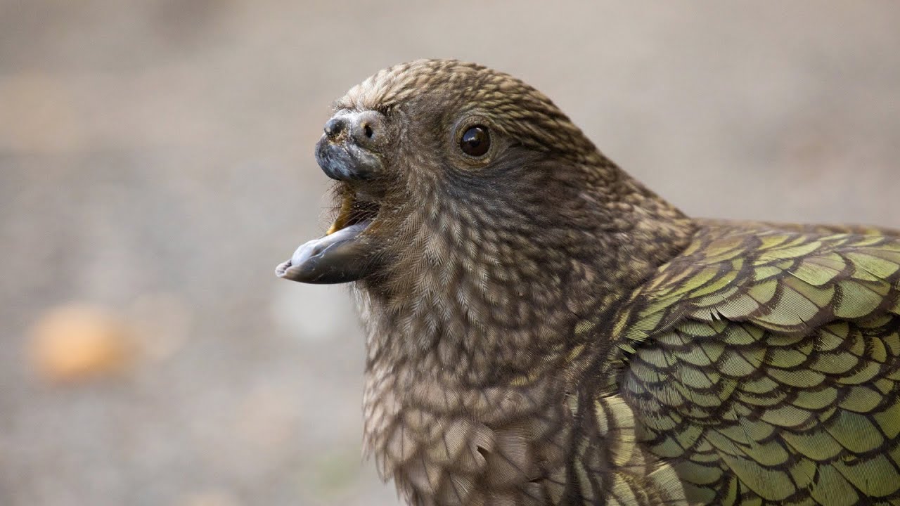 Disabled Parrot Invents New Tool to Survive