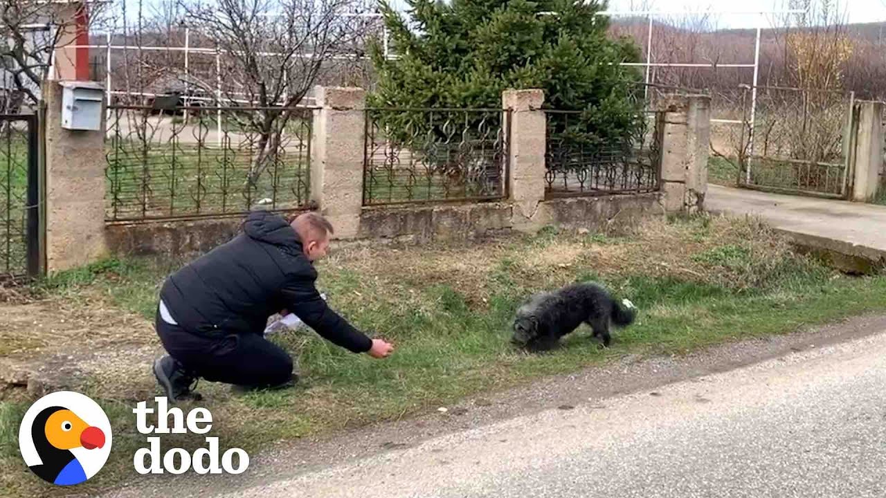 Dog Abandoned On The Road Falls In Love With His Rescuer