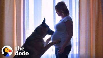 Dog Patiently Waits For His Baby Brother To Grow Up