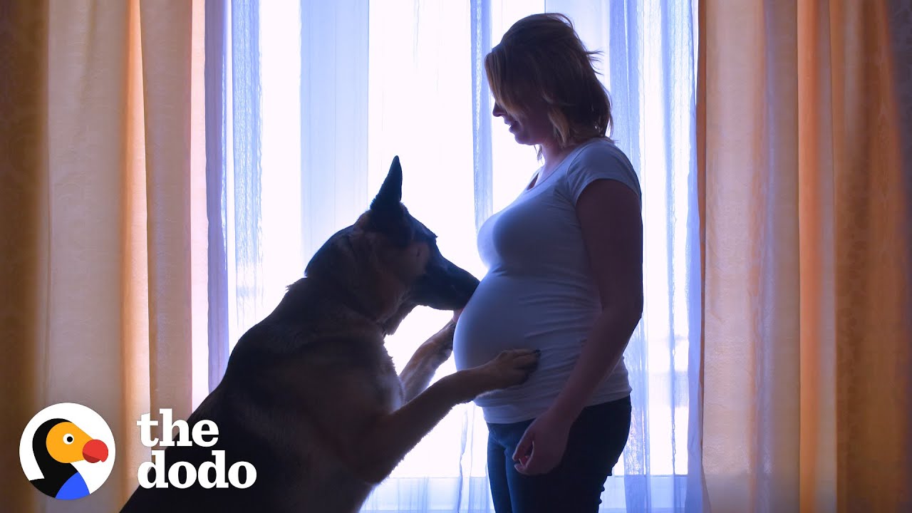 Dog Patiently Waits For His Baby Brother To Grow Up