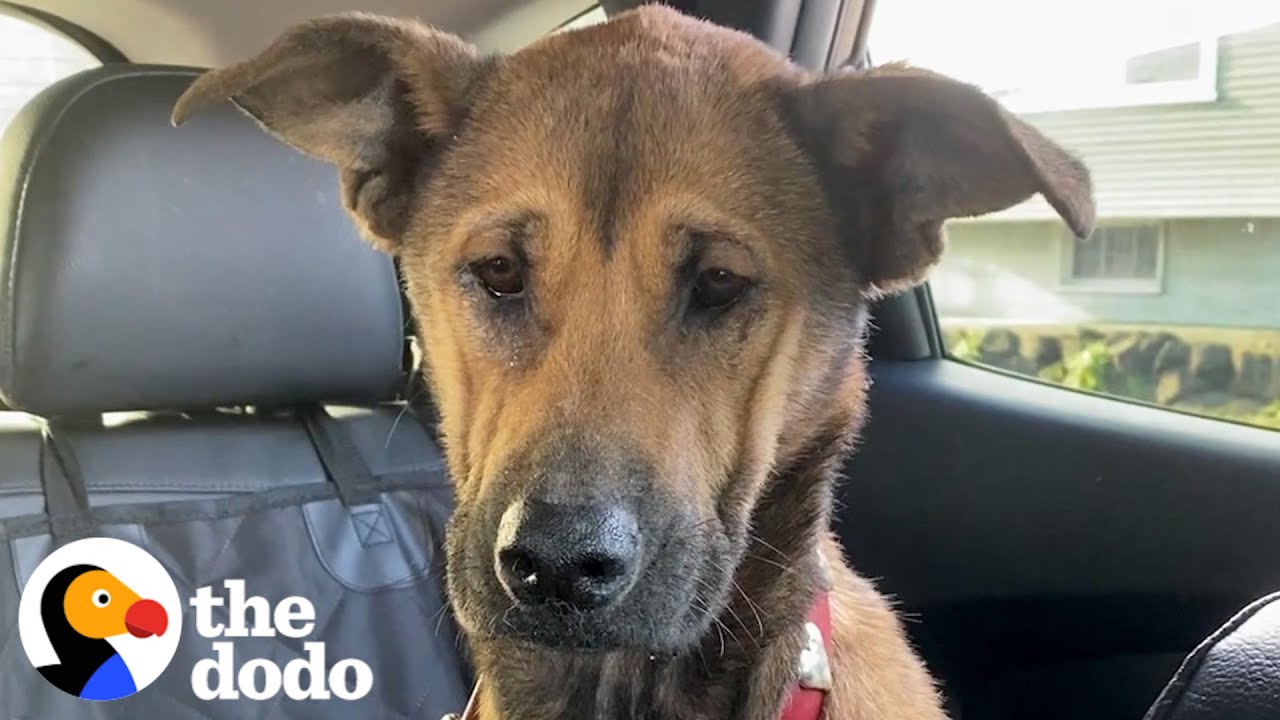 Dog Who Stared At The Wall For Weeks Finally Asks Mom For Pets