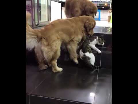 Golden Retriever Drags Cat Out Of A Fight