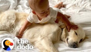 Golden Retriever Preps Little Boy For His New Role As Big Brother