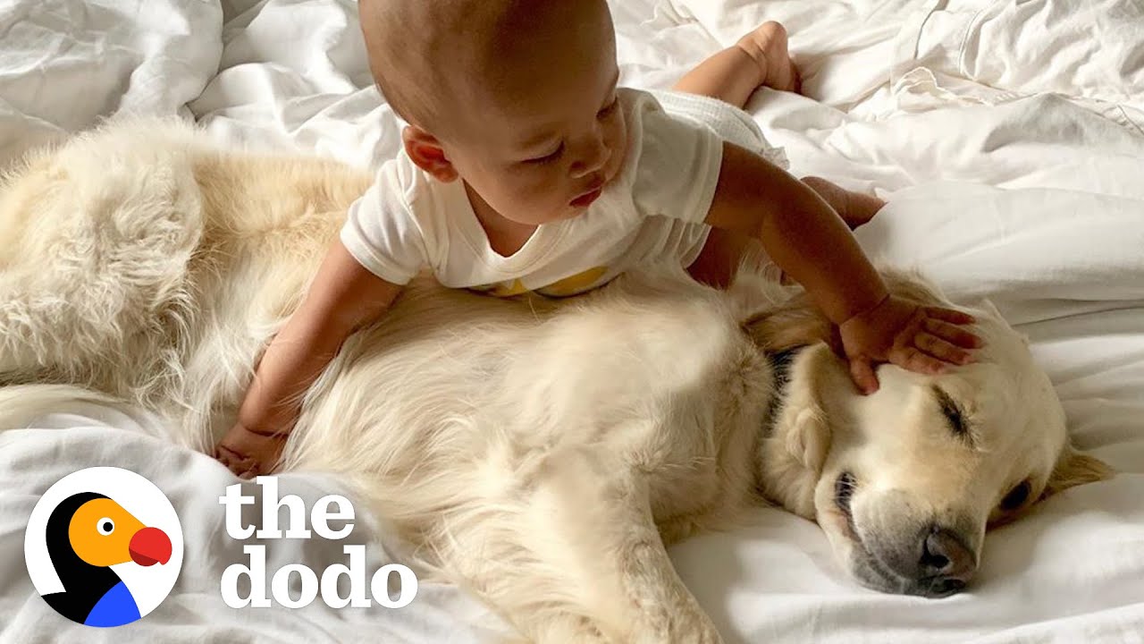Golden Retriever Preps Little Boy For His New Role As Big Brother