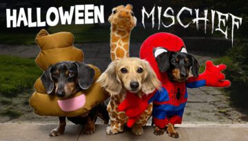 HALLOWEEN MISCHIEF – Cute & Funny Wiener Dogs Go Trick or Treating!