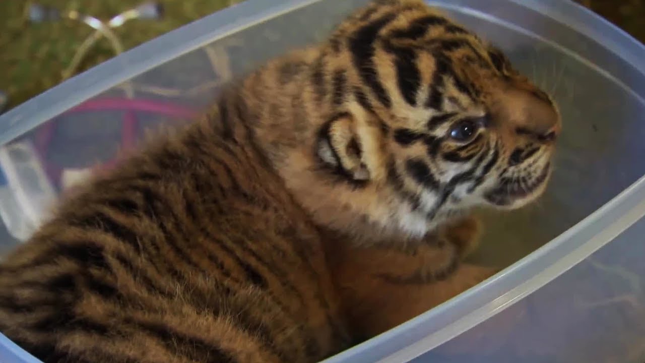 Handraising Twin Tiger Cubs