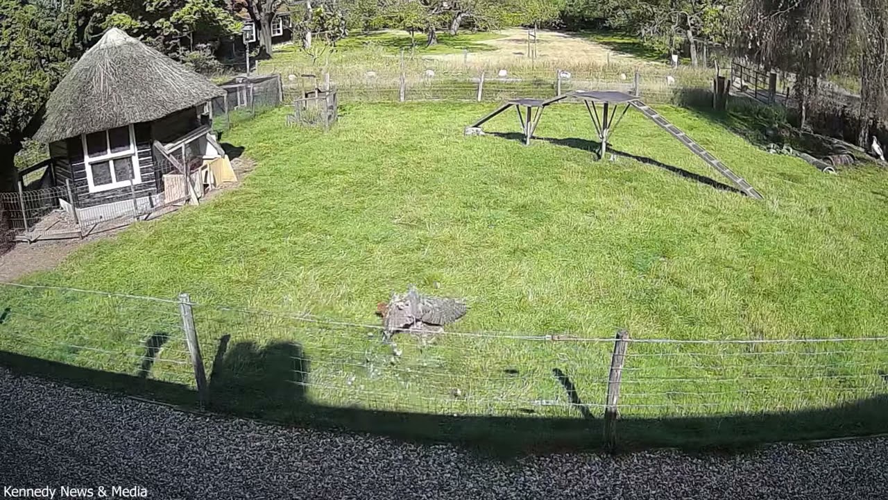 Hero Goat Saves Chicken from Hawk Attack