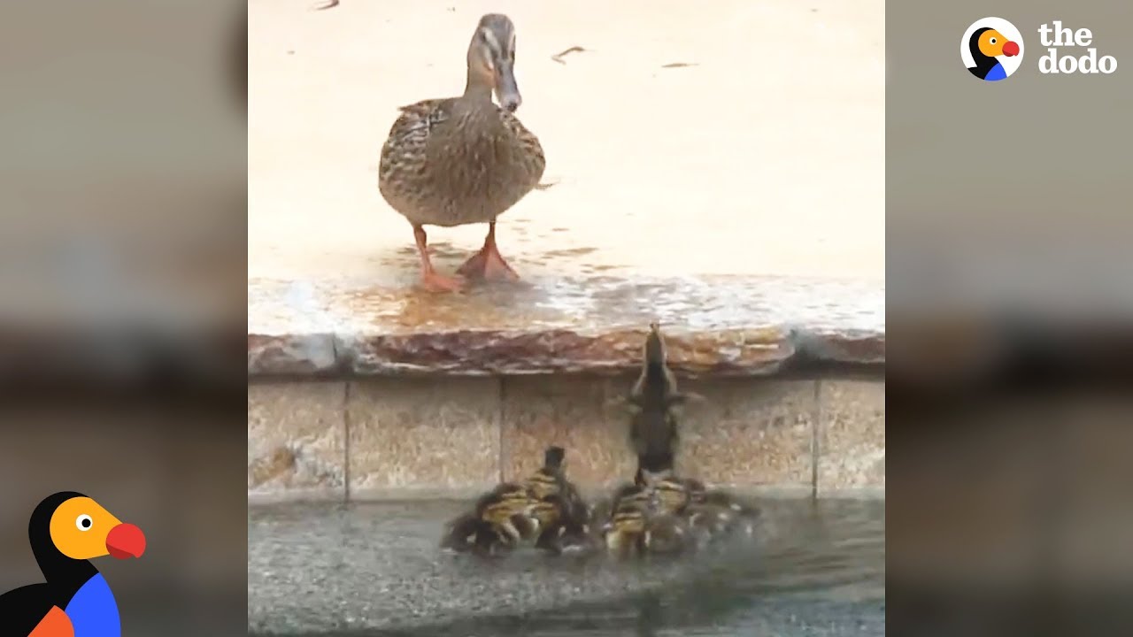 Mama Duck Help Ducklings Stuck in a Pool