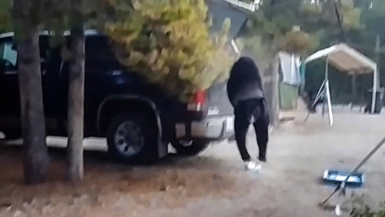 Man Found a Bear Locked in His Truck