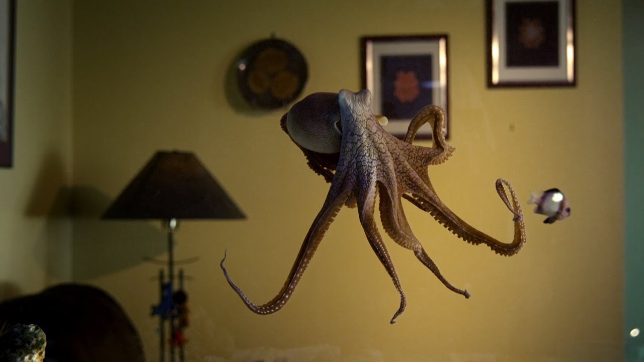 Octopus In The Living Room