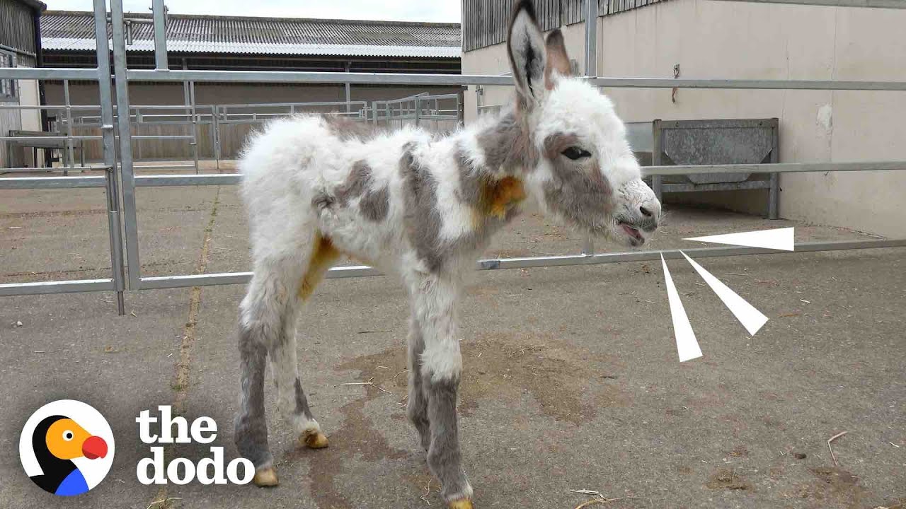 Orphaned Baby Donkey Cried For Days Until He Found A New Mom