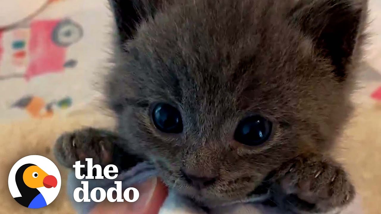 Picky Kitten Refuses To Give Up His Bottle