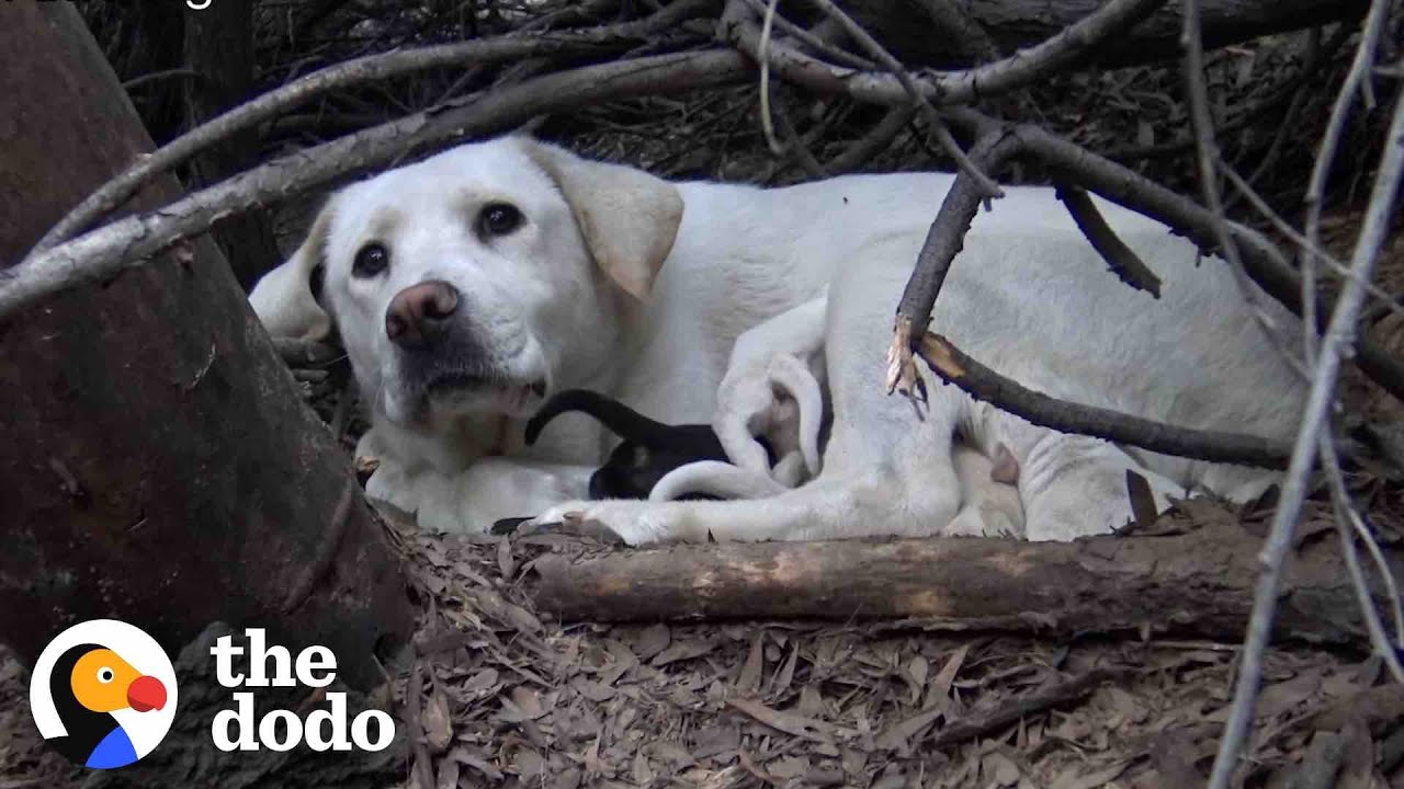 Stray Labrador Won’t Let Rescuers Near Her Puppies