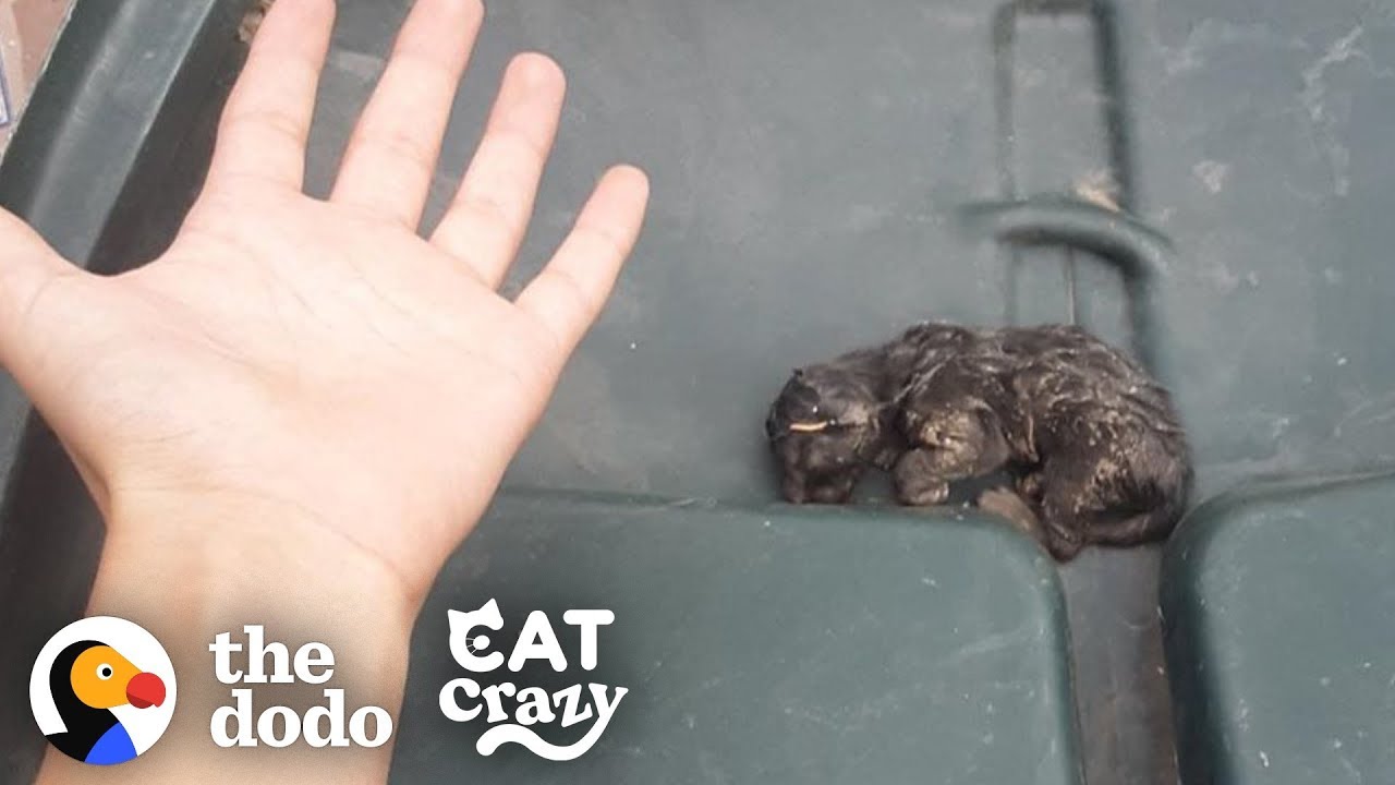 Teeny Kitten Found in the Trash Nurses on His Dad’s Hand When He Sleeps