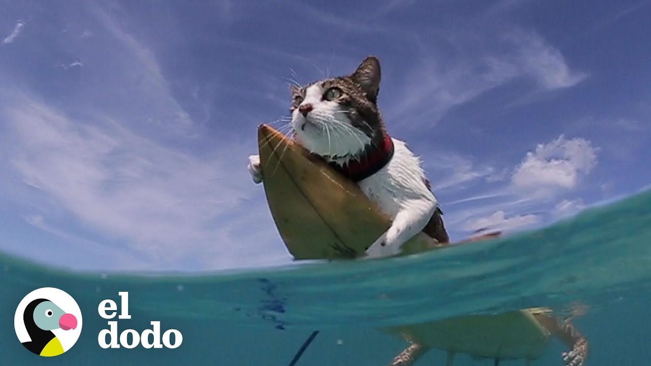 The Surfing Cat