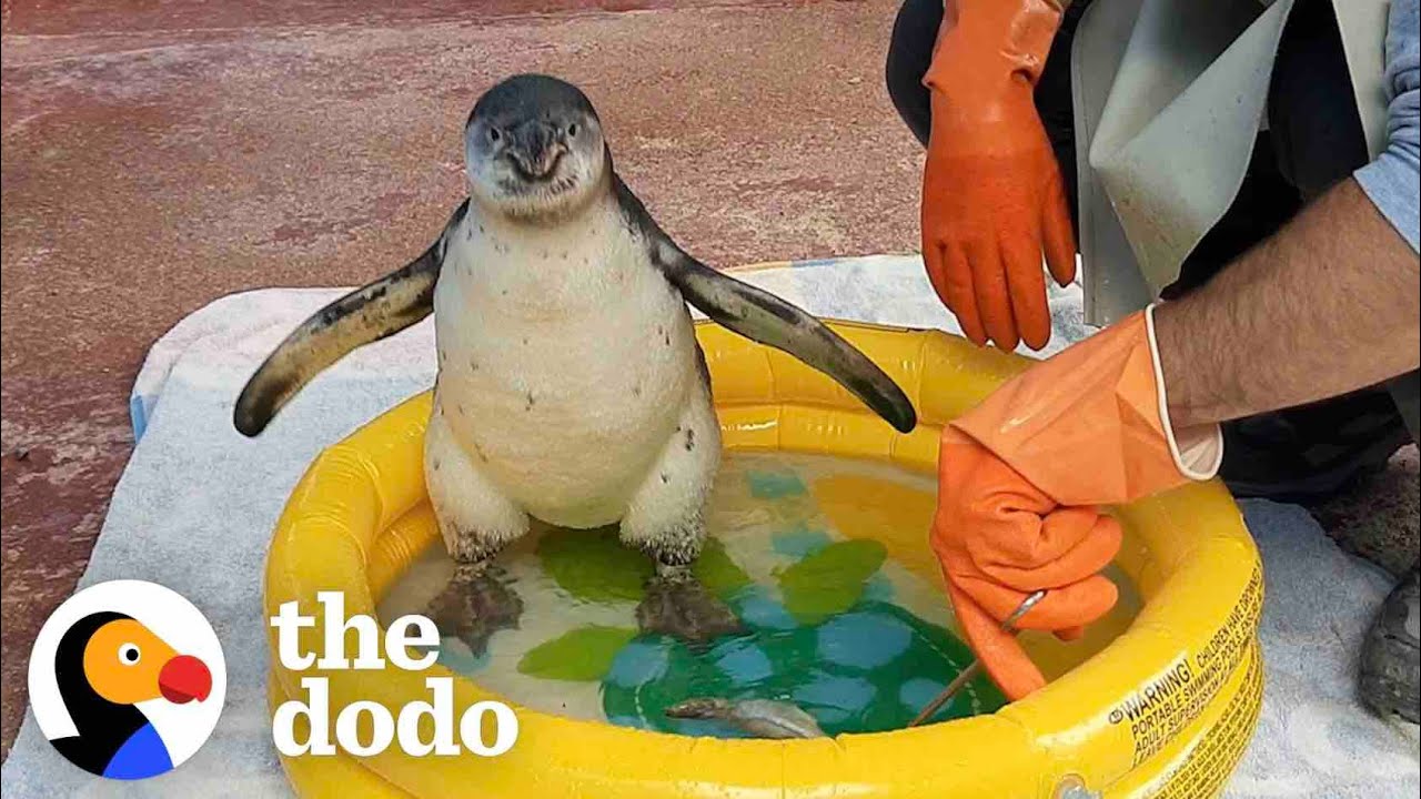 Watch This Guy Help A Baby Penguin Overcome Her Fear Of Water