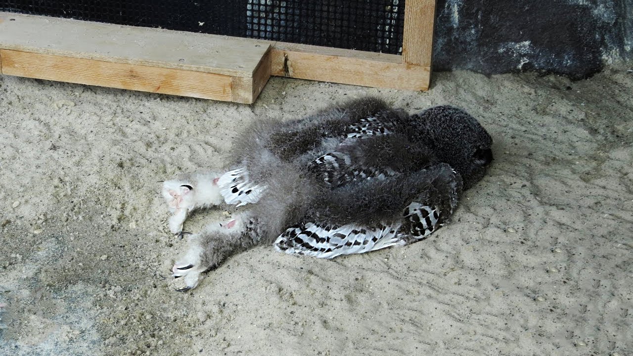 Why Do Owls Sleep Like That? You’ve Never Seen the Way Animals Sleep