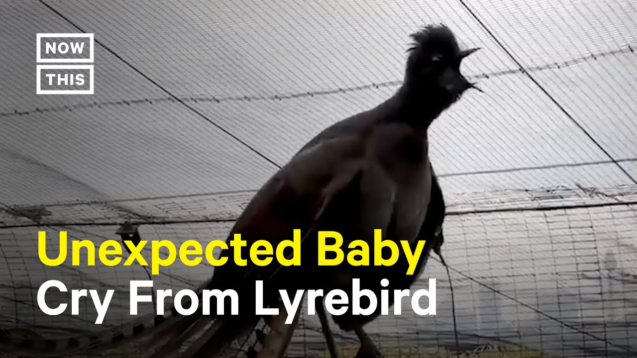 You’d Be Surprise What Strange Sounds a Lyrebird Can Mimic