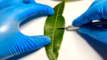 A Leaf Creating Oxygen in Real Time