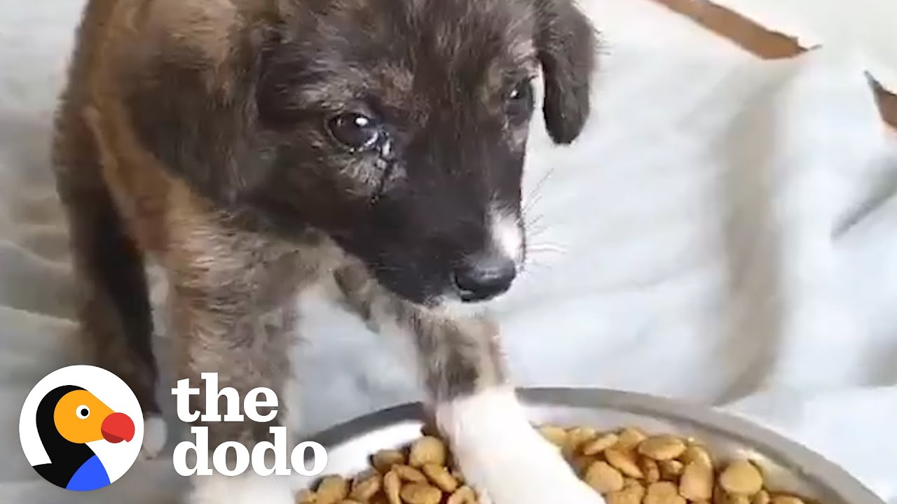 Abandoned Puppy Sleeps With The Guy Who Rescued Her